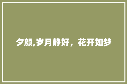 夕颜,岁月静好，花开如梦